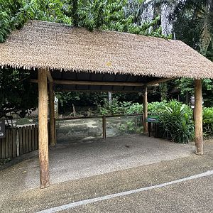 Lowland Anoa Exhibit - viewing area