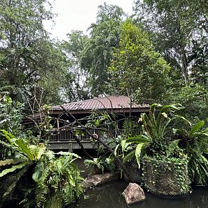Cotton-top Tamarin Exhibit
