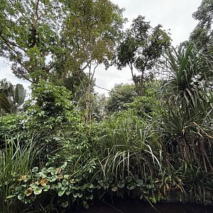 White-faced Saki Exhibit