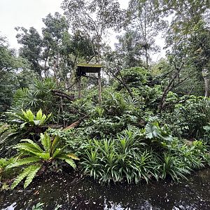 Black Howler Monkey Exhibit