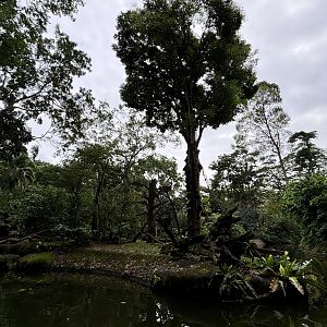 De Brazza’s Monkey Exhibit