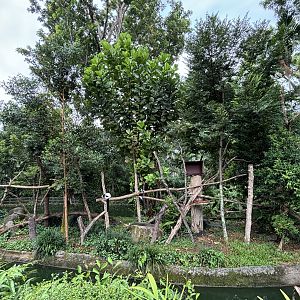 Black-and-white Ruffed Lemur Exhibit