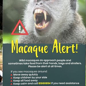 Wild Macaque Sign