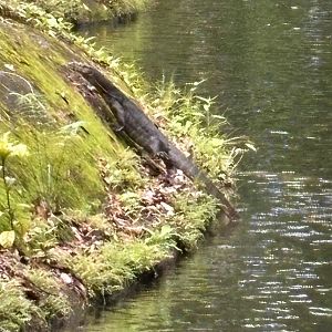 Malayan Monitor - wild!