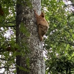1 of 4 Wild Colugos I saw