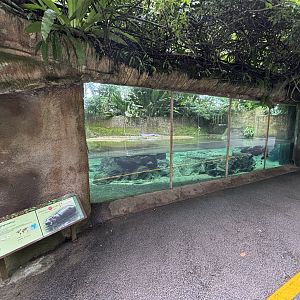 Pygmy Hippo Exhibit