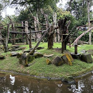 Orangutan Island (3 species)