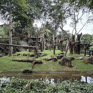 Orangutan Island (3 species)