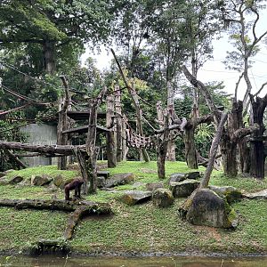 Orangutan Island (3 species)