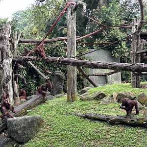 Orangutan Feeding Time