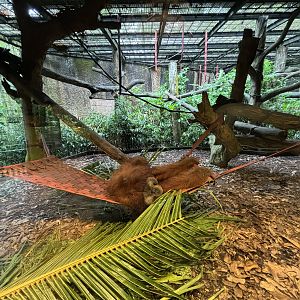 Sumatran Orangutan Exhibit (bachelor pad)