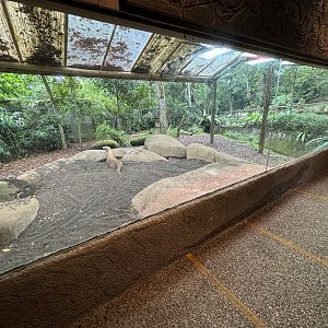 Komodo Dragon Exhibit #1