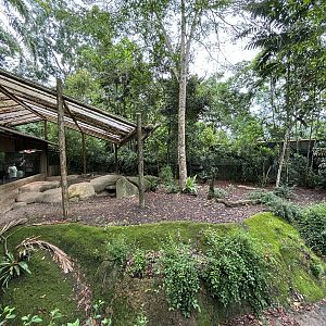 Komodo Dragon Exhibit #1