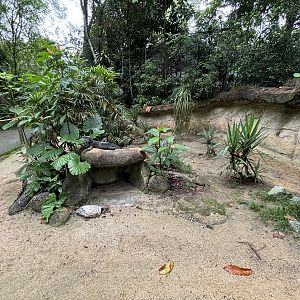 Rhinoceros Iguana Exhibit