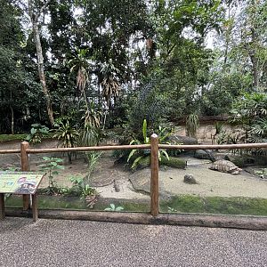 African Spurred Tortoise Exhibit