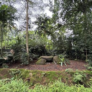 Komodo Dragon Exhibit #2