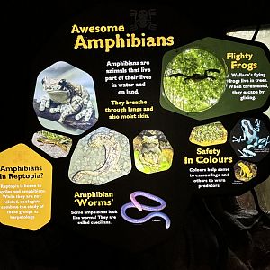 Amphibian Signs - fantastic