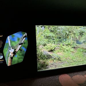 Crocodile Monitor Exhibit