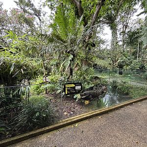 Crocodile Monitor Exhibit