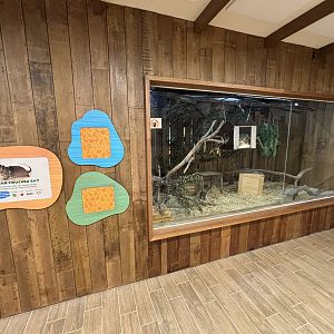 Kidz World - Gambian Pouched Rat Exhibit
