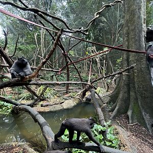 Sulawesi Crested Macaque Exhibit