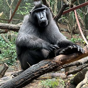 Sulawesi Crested Macaque