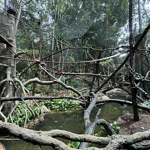 Sulawesi Crested Macaque Exhibit