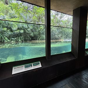 Indian Gharial Exhibit