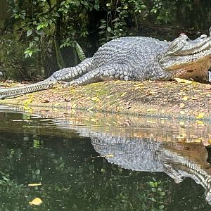 Indian Gharials