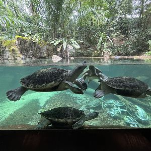 Burmese Roofed Turtles