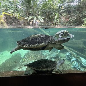 Burmese Roofed Turtles