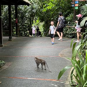 Crab-eating Macaque - wild!