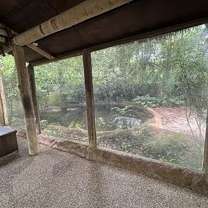 Saltwater Crocodile Exhibit