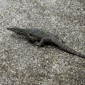 Clouded Monitor - wild!