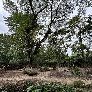 Nyala Exhibit (signed as Red River Hogs)