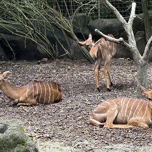 Nyala Exhibit
