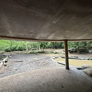 African Wild Dog Exhibit