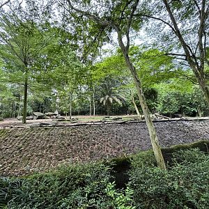 African Wild Dog Exhibit