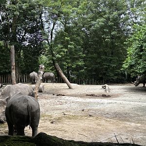 7 White Rhinos