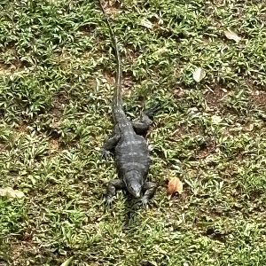 Yet another wild Malayan Monitor