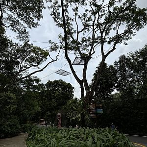 Free-ranging Orangutan Area