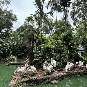 Pelicans + Red Ruffed Lemur Exhibit