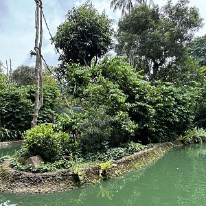 Colombian Black Spider Monkey Exhibit