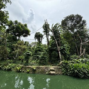 Colombian Black Spider Monkey Exhibit