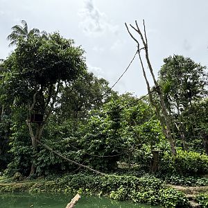 Buff-cheeked Gibbon Exhibit