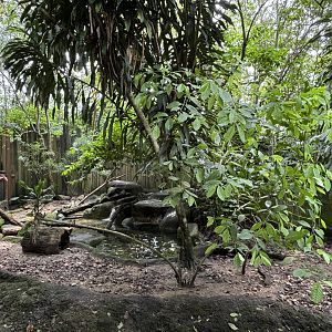 Small-clawed Otter Exhibit