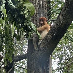Proboscis Monkey