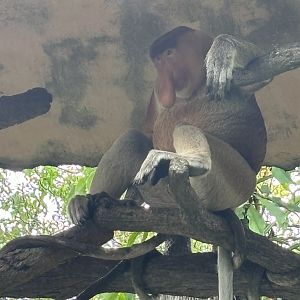 Proboscis Monkey