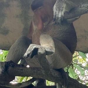 Proboscis Monkey