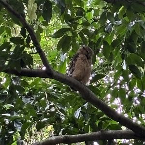 Buffy Fish Owl - wild!